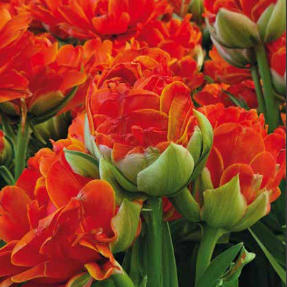 Tulip Royal Touch - Double Late DISPLAY